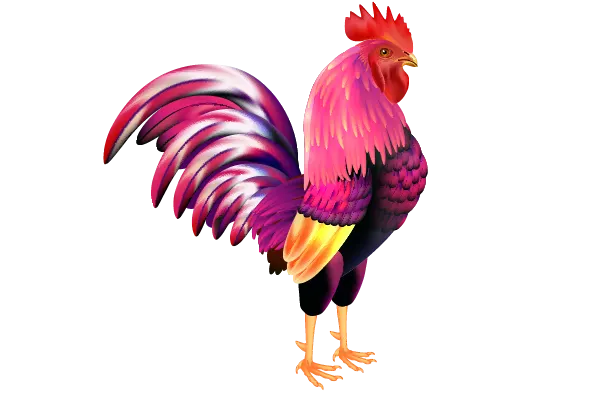 cockfight